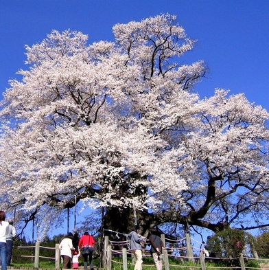 【さくらプラン】桜茶菓子＆地酒1人1杯付　ご夕食は一番人気の天ぷら付き季節のおまかせ/弍のコースで